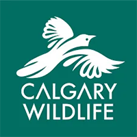 calgary-wildlife